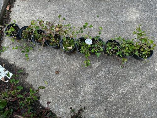 10 HEDERA HELIX