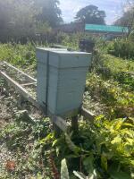 NEW BEE HIVE AND COLONY