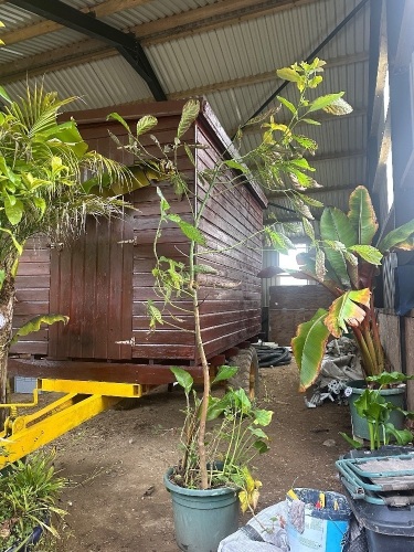 BANANA & AVOCADO PLANTS