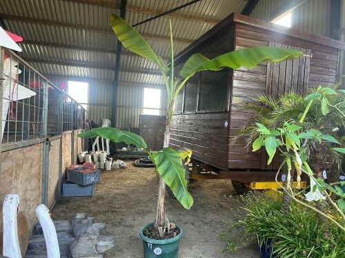 BANANA TREE