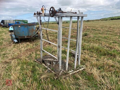 CATTLE FOOT TRIMMING CRUSH S/R