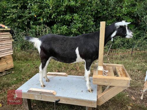 GOAT MILKING/HOOF TRIMMING PLATFORM