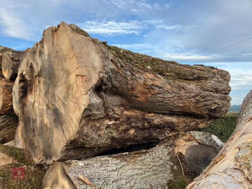 LARGE TREE TRUNK