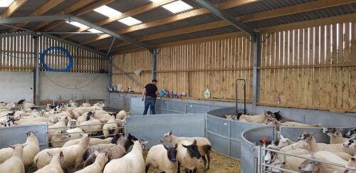 RITCHIE SHEEP HANDLING SYSTEM