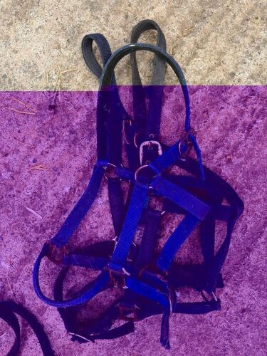 3 FULL SIZE HEAD COLLARS