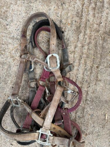 3 FULL SIZE HEAD COLLARS
