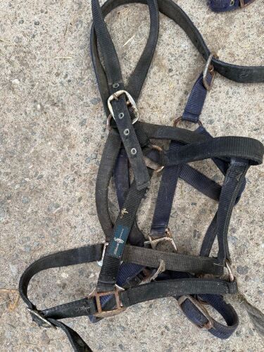 2 PONY HEAD COLLARS