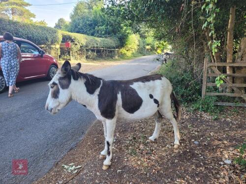 8YO JENNY DONKEY
