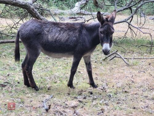 18YO JENNY DONKEY