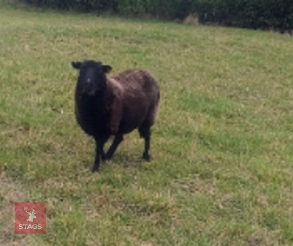 4 FM BLACK WELSH MOUNTAIN EWES - BIDS PER LIFE