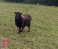 4 FM BLACK WELSH MOUNTAIN EWES - BIDS PER LIFE