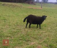 4 FM BLACK WELSH MOUNTAIN EWES - BIDS PER LIFE - 3