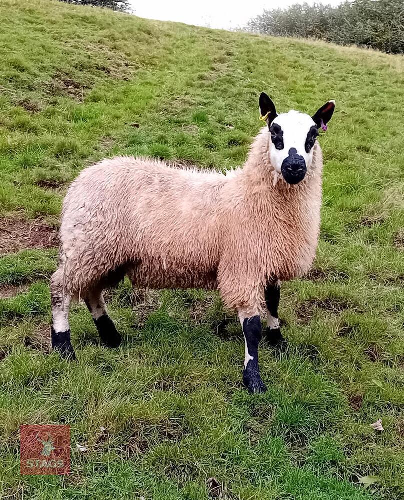 7MO PEDIGREE KERRY HILL RAM