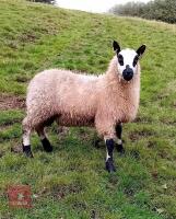 7MO PEDIGREE KERRY HILL RAM