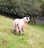 7MO PEDIGREE KERRY HILL RAM - 2