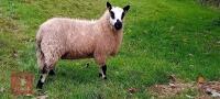 7MO PEDIGREE KERRY HILL RAM - 3