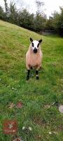 7MO PEDIGREE KERRY HILL RAM - 4