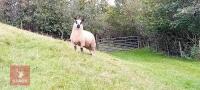 7MO PEDIGREE KERRY HILL RAM - 5