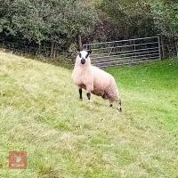 7MO PEDIGREE KERRY HILL RAM - 6