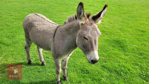 6YO JACK DONKEY