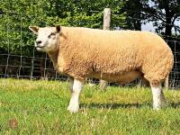 BLUE TEXEL X BELTEX RAM LAMB