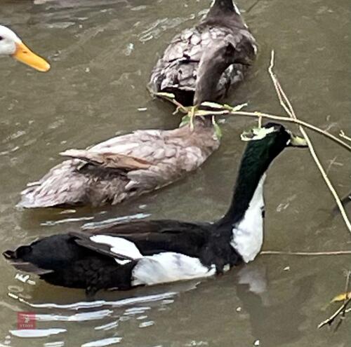 PAIR OF RUNNER DUCKS - BIDS PER LIFE