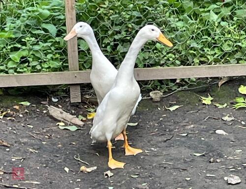 PAIR OF RUNNER DUCKS - BIDS PER LIFE