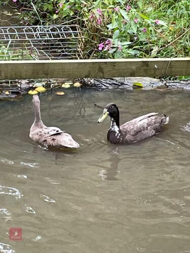 PAIR OF RUNNER DUCKS - BIDS PER LIFE