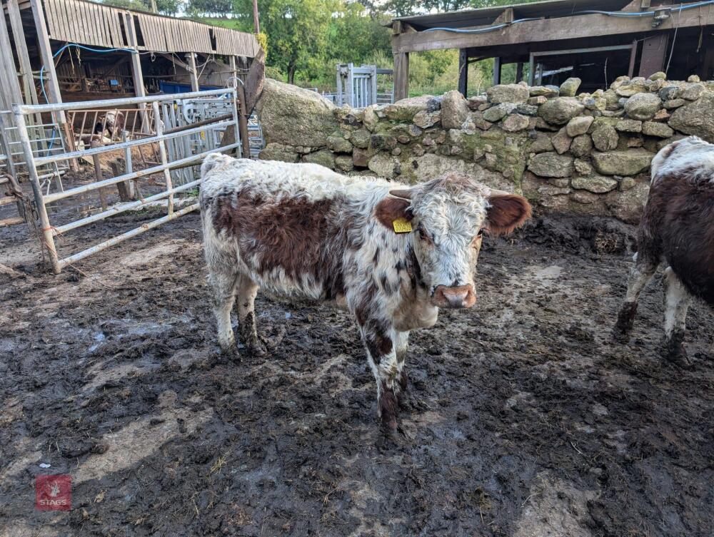 1YO PEDIGREE LONGHORN HEIFER