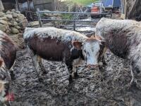 1YO PEDIGREE LONGHORN HEIFER