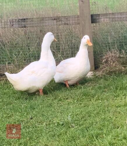 2 AYLESBURY DRAKES - BIDS PER LIFE