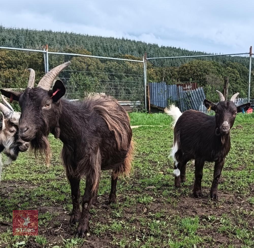 2 PYGMY NANNY GOATS - BIDS PER LIFE