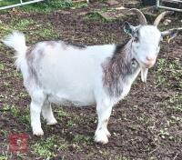 2 PYGMY FEMALE GOATS - BIDS PER LIFE