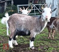 2 PYGMY FEMALE GOATS - BIDS PER LIFE - 3