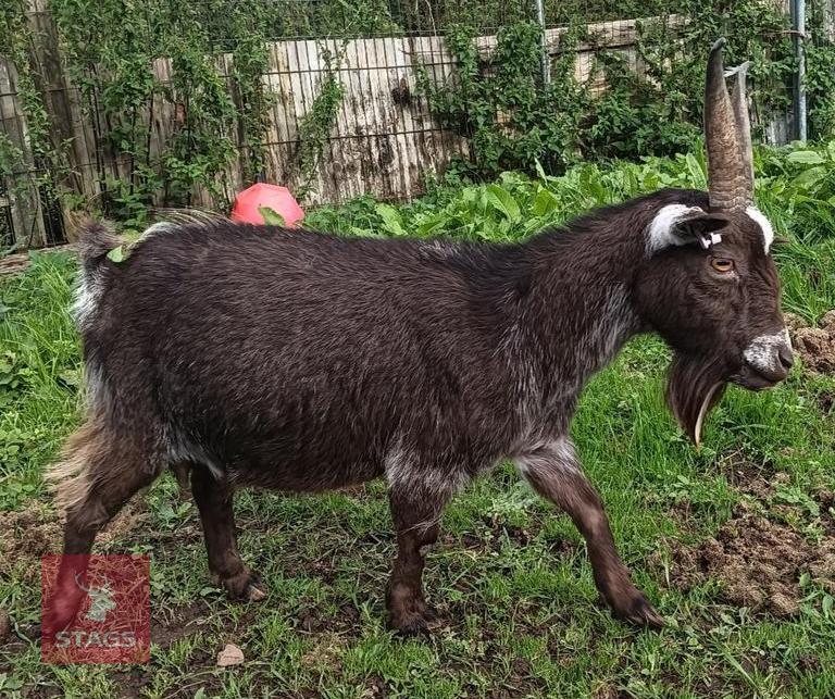 PYGMY GOAT