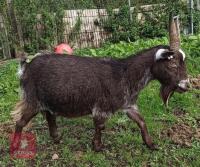 PYGMY GOAT