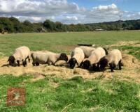 5 PEDIGREE SUFFOLK SHEARLING RAMS - BIDS PER LIFE
