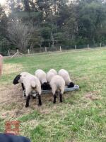 5 PEDIGREE SUFFOLK SHEARLING RAMS - BIDS PER LIFE - 3