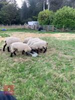 5 PEDIGREE SUFFOLK SHEARLING RAMS - BIDS PER LIFE - 4