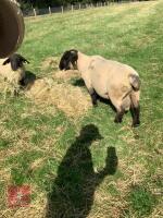 5 PEDIGREE SUFFOLK SHEARLING RAMS - BIDS PER LIFE - 5