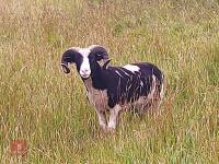 18MO JACOB SHEARLING RAM