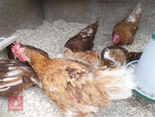 4 X 3.5 YO HENS - BIDS PER LIFE
