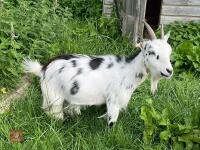 2YO PEDIGREE PYGMY NANNY