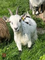 2YO PEDIGREE PYGMY NANNY - 5