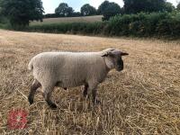 PEDIGREE DORSET DOWN SHEARLING RAM