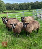5 BLUE TEXEL EWE LAMBS - BIDS PER LIFE