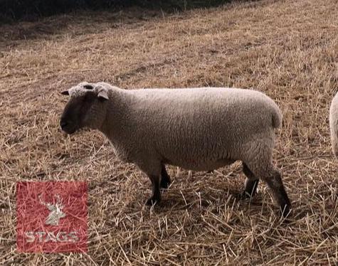 PEDIGREE DORSET DOWN SHEARLING RAM