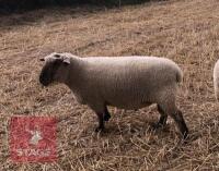 PEDIGREE DORSET DOWN SHEARLING RAM