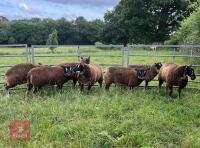 5 BADGER FACE TEXEL EWE LAMBS - BIDS PER LIFE