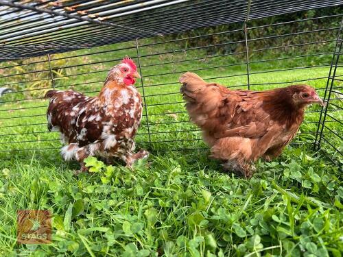 PAIR OF PEKIN BANTAM CHICKENS - BIDS PER LIFE